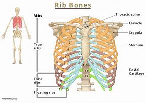 Image result for Rib Cage Sternum
