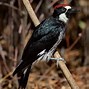 Image result for Acorn Woodpecker Images