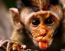 Image result for Hilarious Monkey