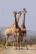 Image result for Giraffe Wild Animals