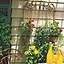 Image result for Trellis with Vines