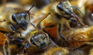 el ataque de abejas de santa margarita manda a 3 niños a la muerte
