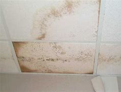Image result for Mold On Drywall Ceiling