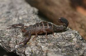 Image result for Scorpion Diet