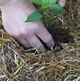 Image result for Ideas to revive farm soil