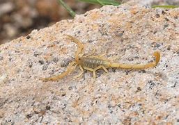 Image result for Most Poisonous Scorpion in Arizona