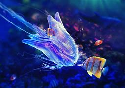 Image result for Colorful Sea Fish