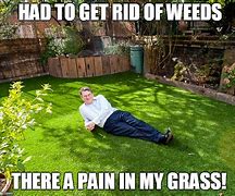 Image result for Funny Grass