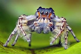 Image result for Cool Arachnids