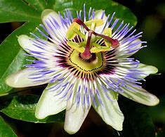 Image result for Blue Passion Flower