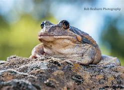 Image result for Banjo Frog