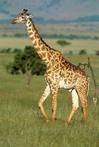 Image result for Giraffa Camelopardalis