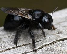 Image result for Solid Black Bee