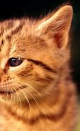 Image result for Kitten Wallpapers for Kindle Fire