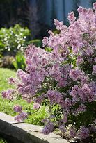 Image result for Bloomerang® Lilac Shrub/Bush, 1 Quart- Reblooming Lavender Lilac