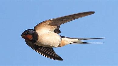Image result for Swallow