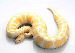 Image result for albino ball pythons care