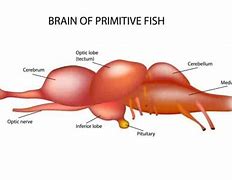 Image result for Fish YouTube Cortex