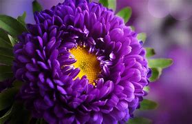 Image result for Purple Flower Wallpaper