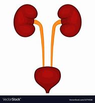 Image result for Pee and Kidney Clip Art