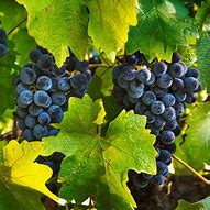 Image result for 6 Inch - Summit Grape Vine - Get A Lifetime Of Free, Juicy Grapes, Outdoor Plant