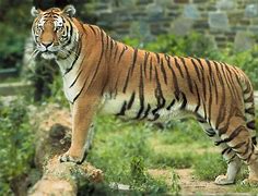 Image result for Singapore Tiger