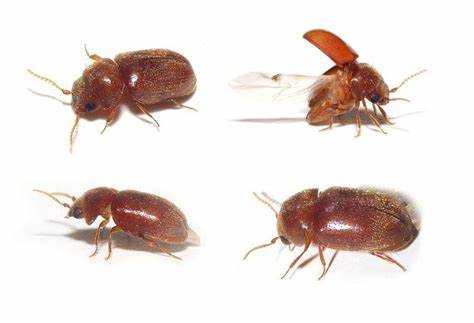 Is Your Home Susceptible to Cigarette Beetles? - Slug-A-Bug Pest Control