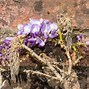 Image result for How to Prune Wisteria