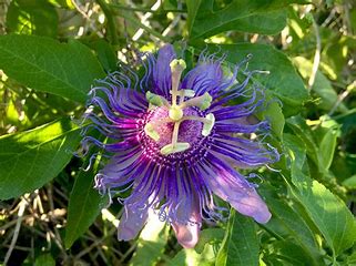 Passionflower 