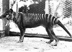 Image result for Tasmanian Tiger Spotted