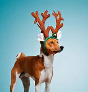 Image result for Reindeer Dog