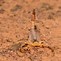 Image result for Scorpions in Oklahoma