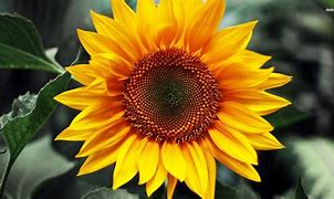 Image result for Sunflower Wallpaper HD