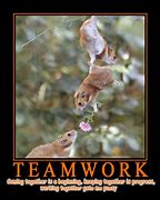 Image result for Teamwork Quotes Motivational Funny Animals