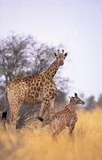Image result for Short Giraffe