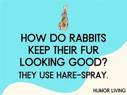 Image result for Bunny Jokes