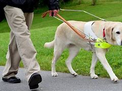 Image result for Blind Guide Dog