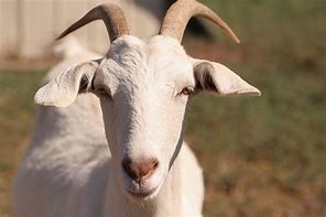 Image result for Goat Face