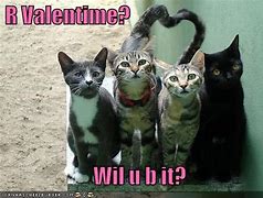 Image result for Valentine's Day LOL Cat