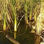 Image result for Private Lake in Afton NY