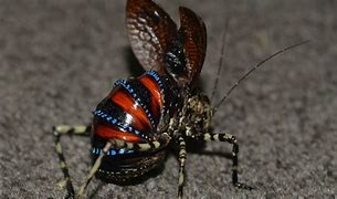 Image result for Unusual Insects