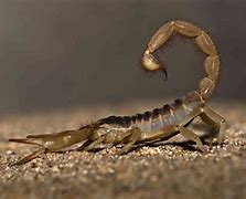 Image result for Household Scorpions