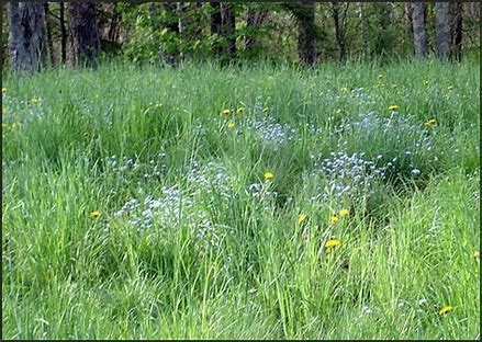 Image result for maine meadows