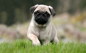 Image result for Pug Puppies Wallpaper for Computers