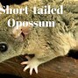 Image result for Pygmy Short-Tailed Opossum Are Found