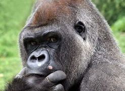 Image result for iamges of thoughtful apes