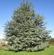 Image result for Identifying Cedar Trees