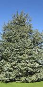 Image result for cedar trees pictures