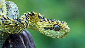 Image result for Snakes Animal
