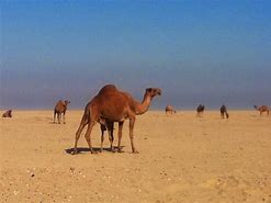 Image result for Kuwait Desert